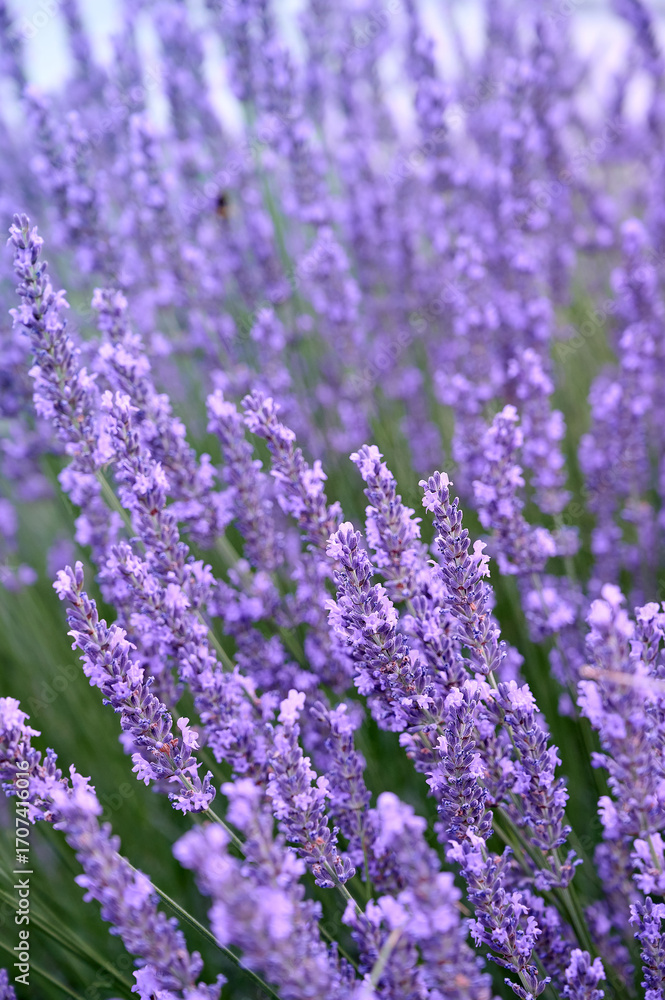 Obraz premium Lavender flowers in flower garden.