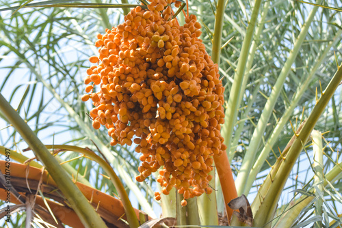 Close-up of several clusters of ripe, green blue yellow dates hanging from a palm, showcasing the fruit's natural texture and color, Bunches of ripe date fruits close-up against a background of palm