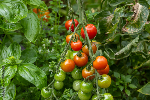 Tomatenpflanze mit grüne und rote Tomaten