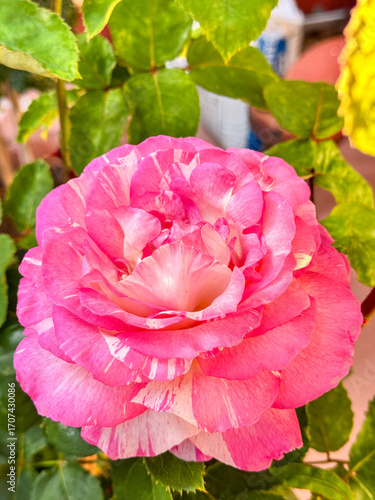 Pink Rose Garden Bloom, Variegated Petal Floral Closeup, Striped Pink Rose with Layers, Soft Pink Rose Portrait