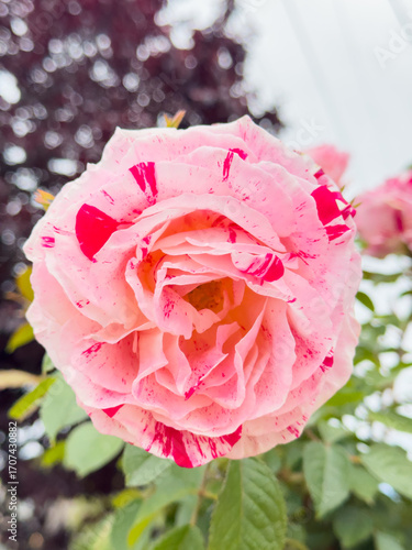 Variegated Pink Rose Macro Closeup, Two Tone Petal Garden Bloom, Speckled Pink Rose in Nature, Delicate Variegated Rose Portrait