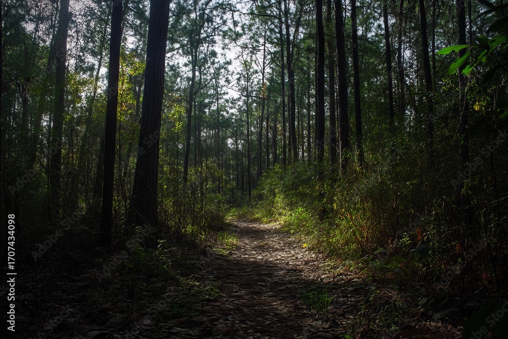 Fototapeta premium Sunlit path winding through dense forest