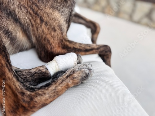 Bandaged Dog Paws Resting on Soft Surface – Close-Up View.