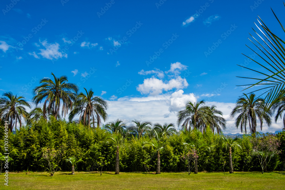 Obraz premium palmeto