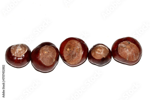 Close up of horse chestnut seed conkers on white background