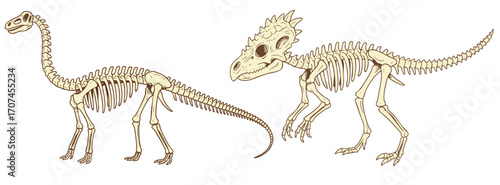 Diplodocus, dracorex dinosaur skeleton set. Vector illustration of dino prehistoric fossil. Fossilized herbivore, carnivore dinosaurs remains. Paleontology scientific theme drawing