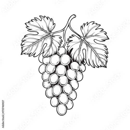 Continuous Simple black line art drawing of a grape in a minimalist style on a white background.