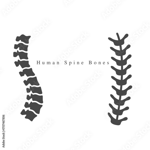 Human Spine Bones.eps