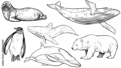 Tapety Kolorowanki dla dzieci – Arktyka: pingwin, niedźwiedź polarny, foka, mors i inne zwierzęta polarne do wydruku i nauki