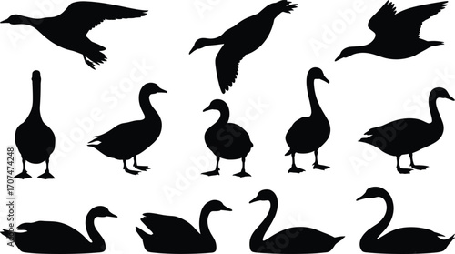 Goose and swan silhouette, flying birds, swimming posture, avian anatomy, black vector, nature illustration, graceful neck, wildlife motion