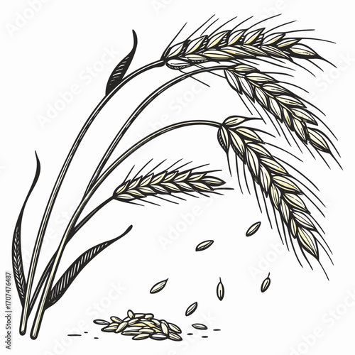 Wheat ears and scattered grains in a stylized illustration Keywords: wheat, grain, agriculture, food, crop