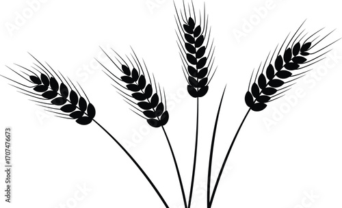 wheat, stalk, grain, cereal, crop, agriculture, harvest, farm, food, plant, ear, silhouette, vector, black, white, botanical, rural, organic, natural, field