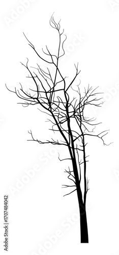 Leafless tree silhouette with intricate branches and twigs, natural form. Plants, winter and fall concepts.