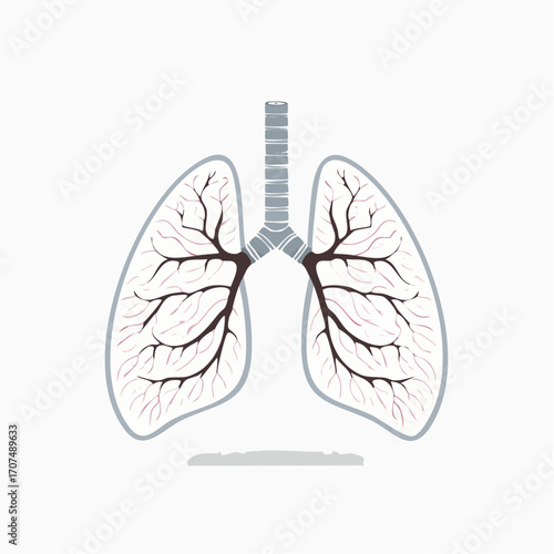 Human lungs showing bronchial tree and blood vessels, anatomical depiction against a white backdrop, medical illustration for educational purposes.