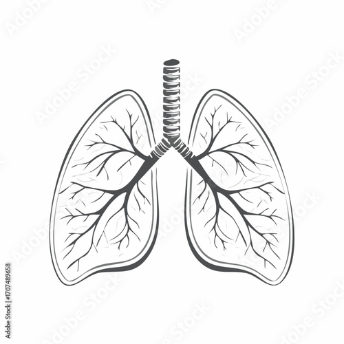 Human lungs showing bronchial tree in anatomical drawing on white, representing health and respiratory system, in a simple, clean style.