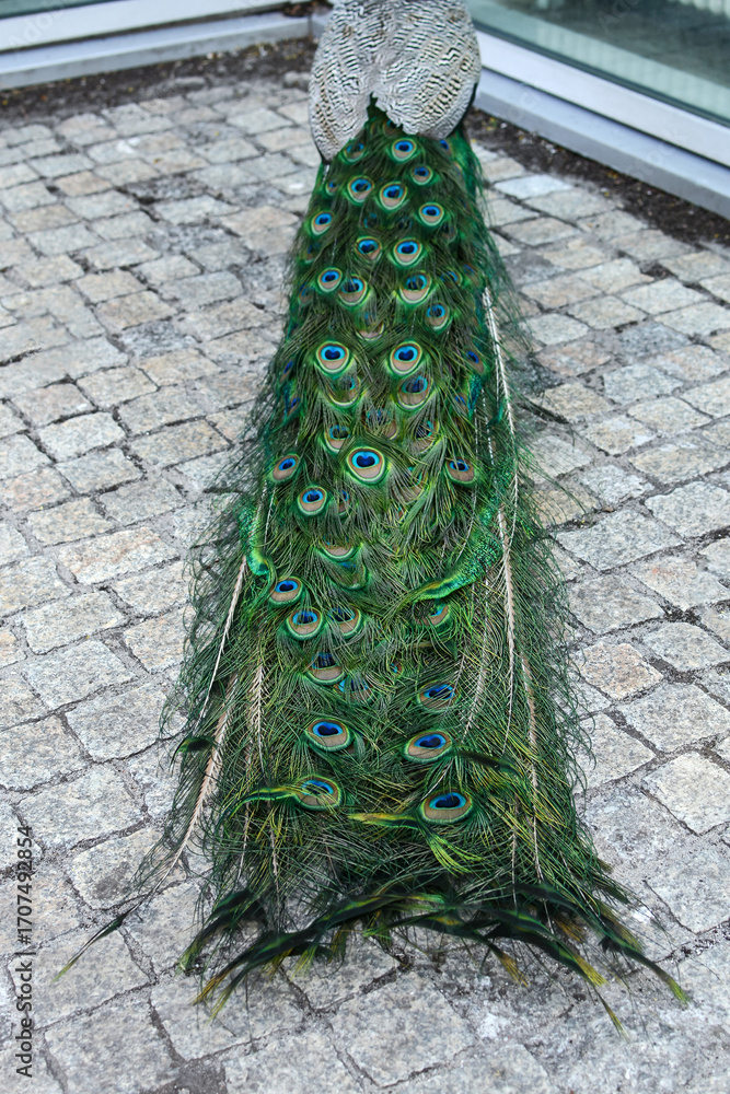 Obraz premium A beautiful blue peacock shows a magnificent tail. Indian bird, symbol of India. Pavoninae is a bird of the pheasant family. Common Pavo in a petting zoo