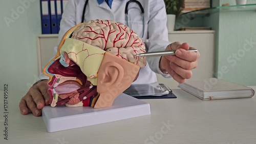 Hands-on demonstration of a brain model for educational purposes in a medical setting