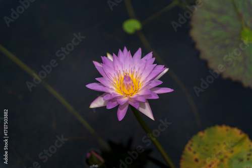 A striking purple and yellow lotus flower blooms beautifully in dark water, surrounded by its green pads, captured in a close-up that highlights its intricate details.