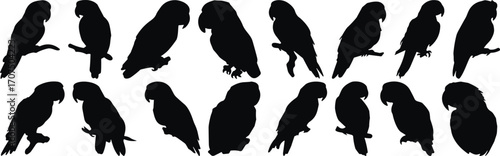 Parrot silhouette set, bird icon pack, tropical species, perched pose, black vector, exotic animal, aviary graphic, side profile