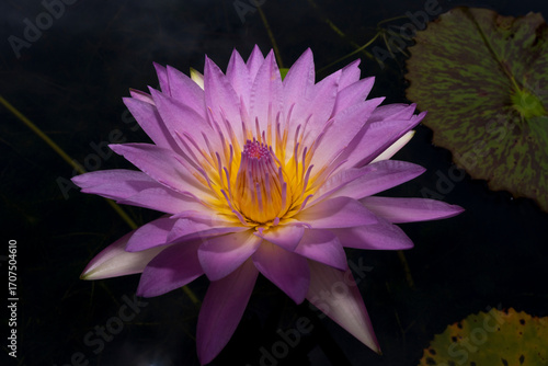 A striking purple and yellow lotus flower blooms beautifully in dark water, surrounded by its green pads, captured in a close-up that highlights its intricate details.
