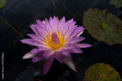 A striking purple and yellow lotus flower blooms beautifully in dark water, surrounded by its green pads, captured in a close-up that highlights its intricate details.