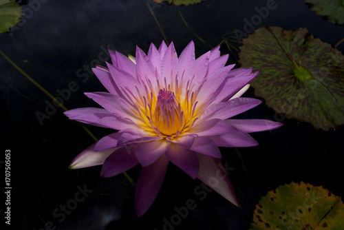 A striking purple and yellow lotus flower blooms beautifully in dark water, surrounded by its green pads, captured in a close-up that highlights its intricate details.