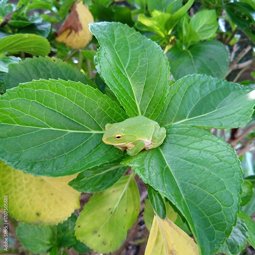 アジサイの葉の上にいるカエル