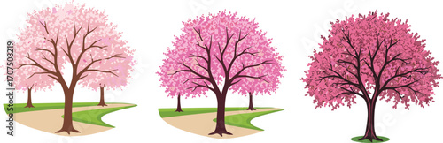 Beautiful pink cherry blossom trees in spring, blooming flowers, scenic park pathway, nature landscape, vibrant floral season, outdoor garden view, tranquil environment.