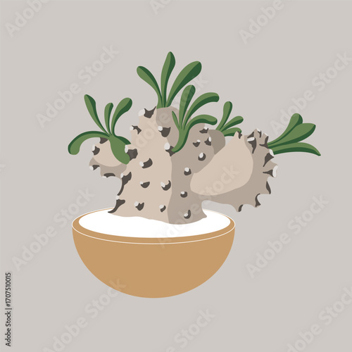 Canvas-taulu euphorbia japonica botanical illustration , flat color style, design cactus styl