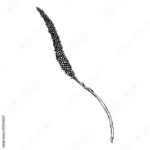 Black and white vector illustration of plantain flower spike with elongated stem and tiny clustered blooms. Hand drawn botanical drawing of medicinal wild plant used in herbal remedies