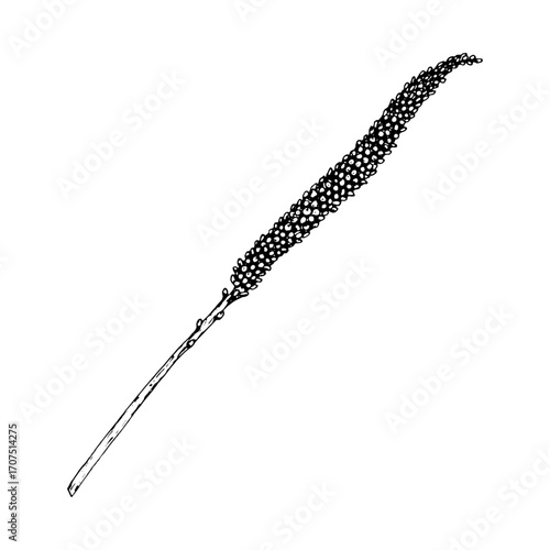 Black and white vector illustration of plantain flower spike with slim elongated stem and detailed texture. Hand drawn botanical drawing of wild medicinal herb used in folk medicine