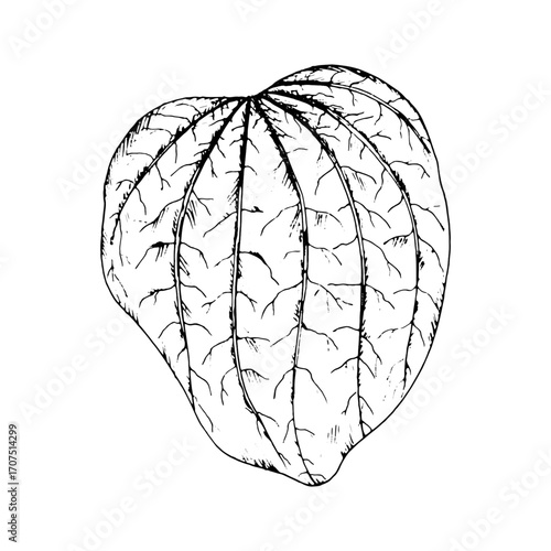 Black and white vector illustration of plantain leaves with visible veins and realistic shape. Hand drawn botanical drawing of wild medicinal herb used for healing purposes