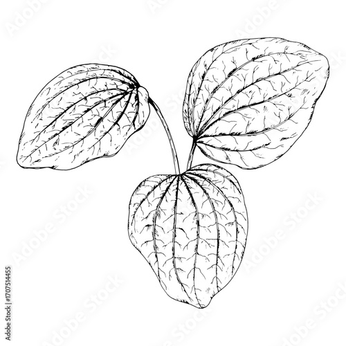 Black and white vector illustration of plantain Plantago major leaves. Hand drawn botanical sketch of wild medicinal herb foliage, used in herbalism, folk medicine, apothecary packaging, natural