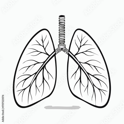 Human lungs showing bronchial tree and trachea against white backdrop, representing respiratory system health and anatomy, in a simple, clean style.