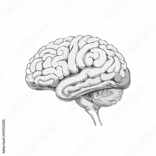 Human brain drawing represents intelligence and mental health on white backdrop, showcasing anatomical detail with a thoughtful theme.