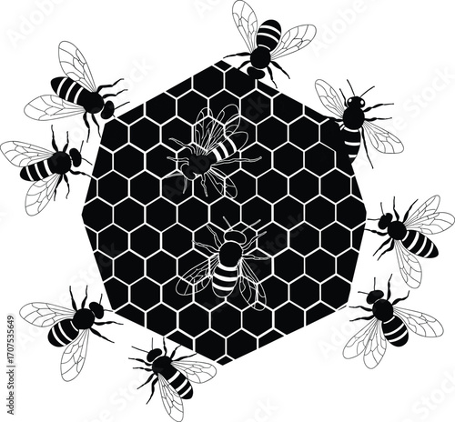 Bee and honeycomb vector illustration, black and white insect design, honey bees around hexagon hive, nature art for eco design