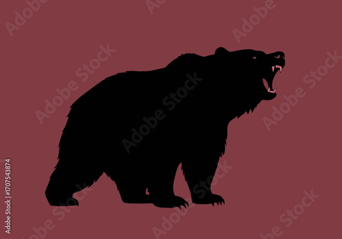 Black bear roaring on dark red backdrop teeth bared