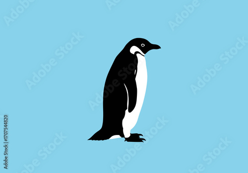 Black  white penguin stands on a light blue background