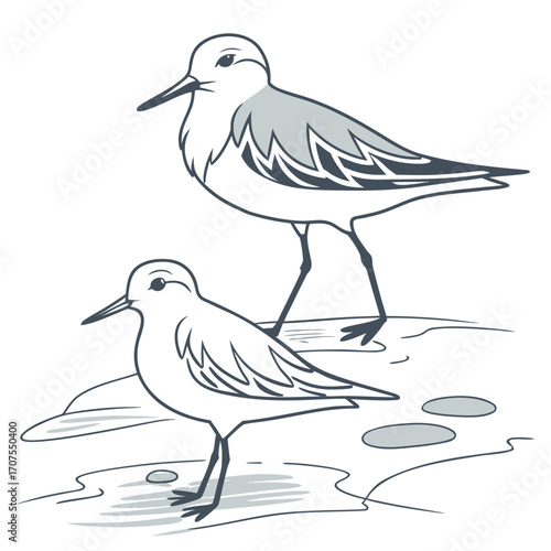 Vector art of two sandpipers are standing on the beach, one is taller than the other, the birds are looking in the same direction, the scene is simple and elegant