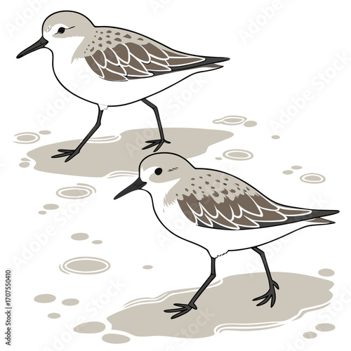 Vector art of two sandpipers are standing on the beach, one is taller than the other, the birds are looking in the same direction, the scene is simple and elegant