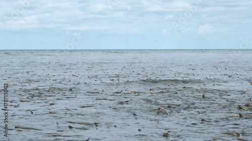 A large number of chum salmon on the sea coast are preparing for spawning.