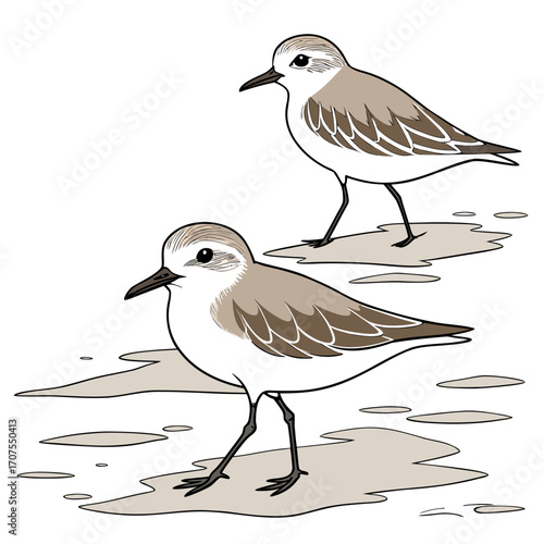 Vector art of two sandpipers are standing on the beach, one is taller than the other, the birds are looking in the same direction, the scene is simple and elegant