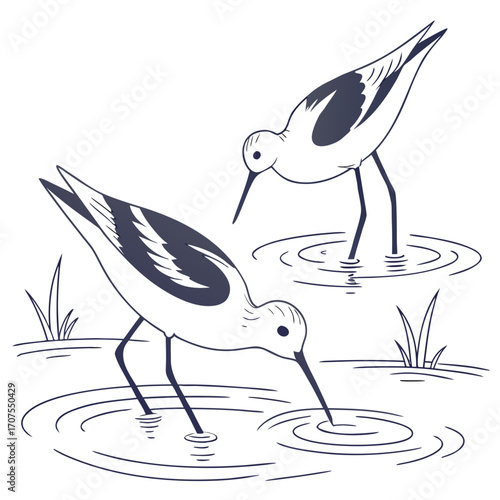 Vector art of two elegant avocet birds foraging in shallow water, these striking waders are known for their long legs and upturned bills, which they use to sweep through the water