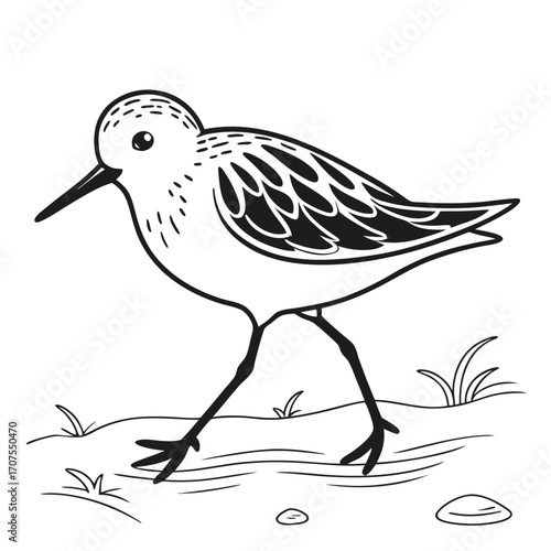 Vector art of a charming sandpiper gracefully strides along the shore, its elegant form and delicate features beautifully rendered in a minimalist illustration
