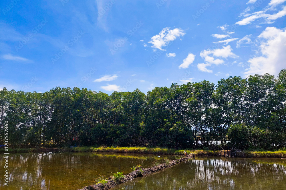 Fototapeta premium Fish Pond, Neat Trees and Beautiful Sky