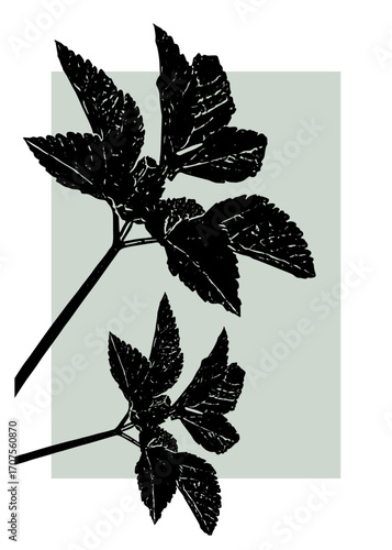 Norwegian cinquefoil leaf silhouette in minimal black botanical style with natural foliage aesthetic. Perfect floral background or wallpaper for poster, artwork, printable design, and modern branding.