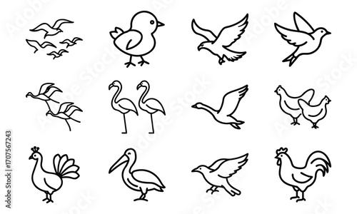 Set of Simple Bird Line Drawings – Black and White Outline Illustrations of Chickens, Ducks, Flamingos, Pigeons, and Farm Birds