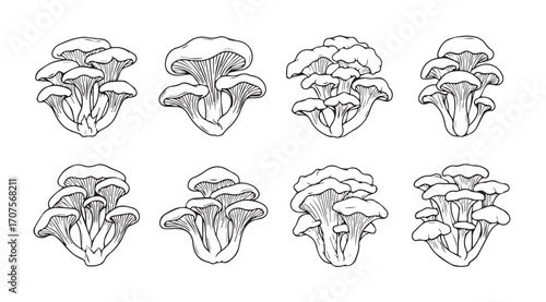 A collection of detailed hand drawn mushroom clusters in silhouette