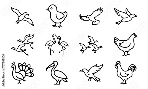 Set of Simple Bird Line Drawings – Black and White Outline Illustrations of Chickens, Ducks, Flamingos, Pigeons, and Farm Birds