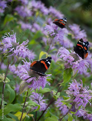 Butterflies sitting on lilac flowers